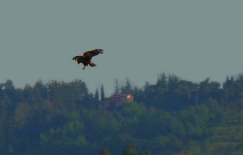 Aquila a Cesena?